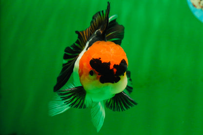 [SINGLE] Tricolor Oranda Male 4-4.5 inches #091925SO_07