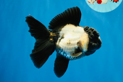 [SINGLE] Panda Oranda Female 4.5-5 inches #040326SO_01