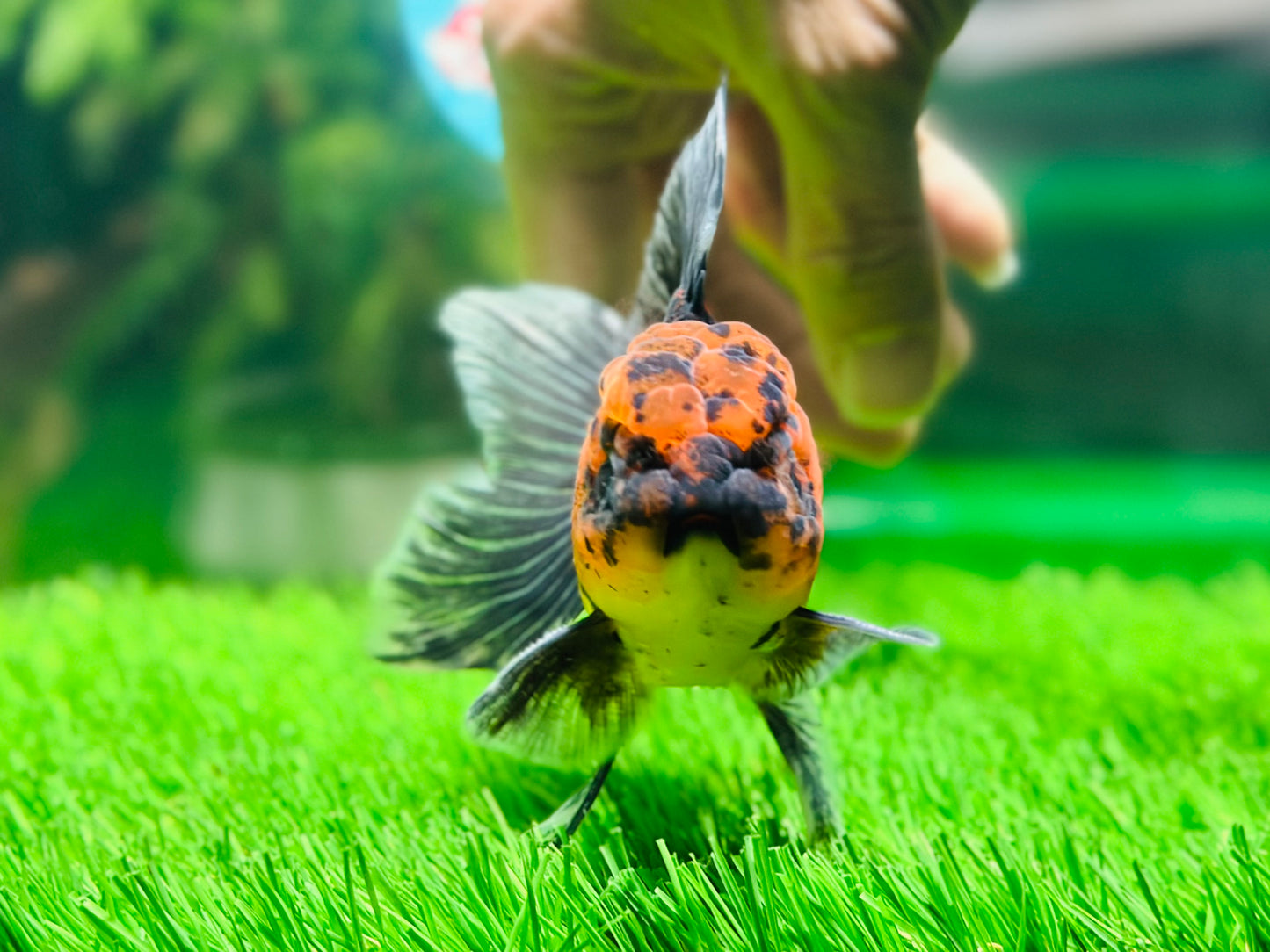 [SINGLE] Tiger Oranda Male size 4.2 inches #112224SO_04