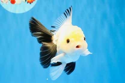[SINGLE] Panda Button Eyes Oranda Male 4.5 inches #032026SO_10