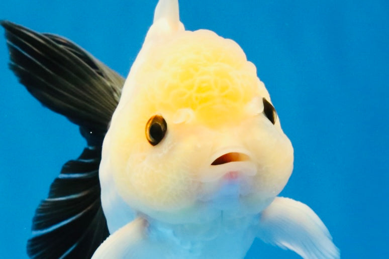 [SINGLE] Panda Button Eyes Oranda Male 4.5 inches #032026SO_10