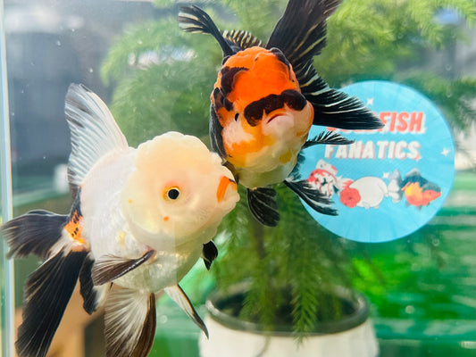 [COUPLE] Tricolor Oranda size 4 inches #111524CO_08