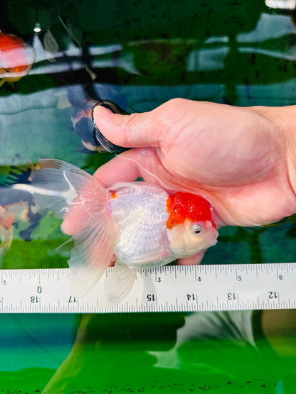 [SINGLE] Red Cap Oranda Female size 4.5 inches #112224SO_11