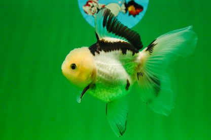 [SINGLE] Panda Oranda Female 4.5-5  inches #080825SO_02