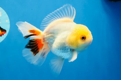 [SINGLE] Tricolor Oranda Male 4.5 inches #031326SO_09