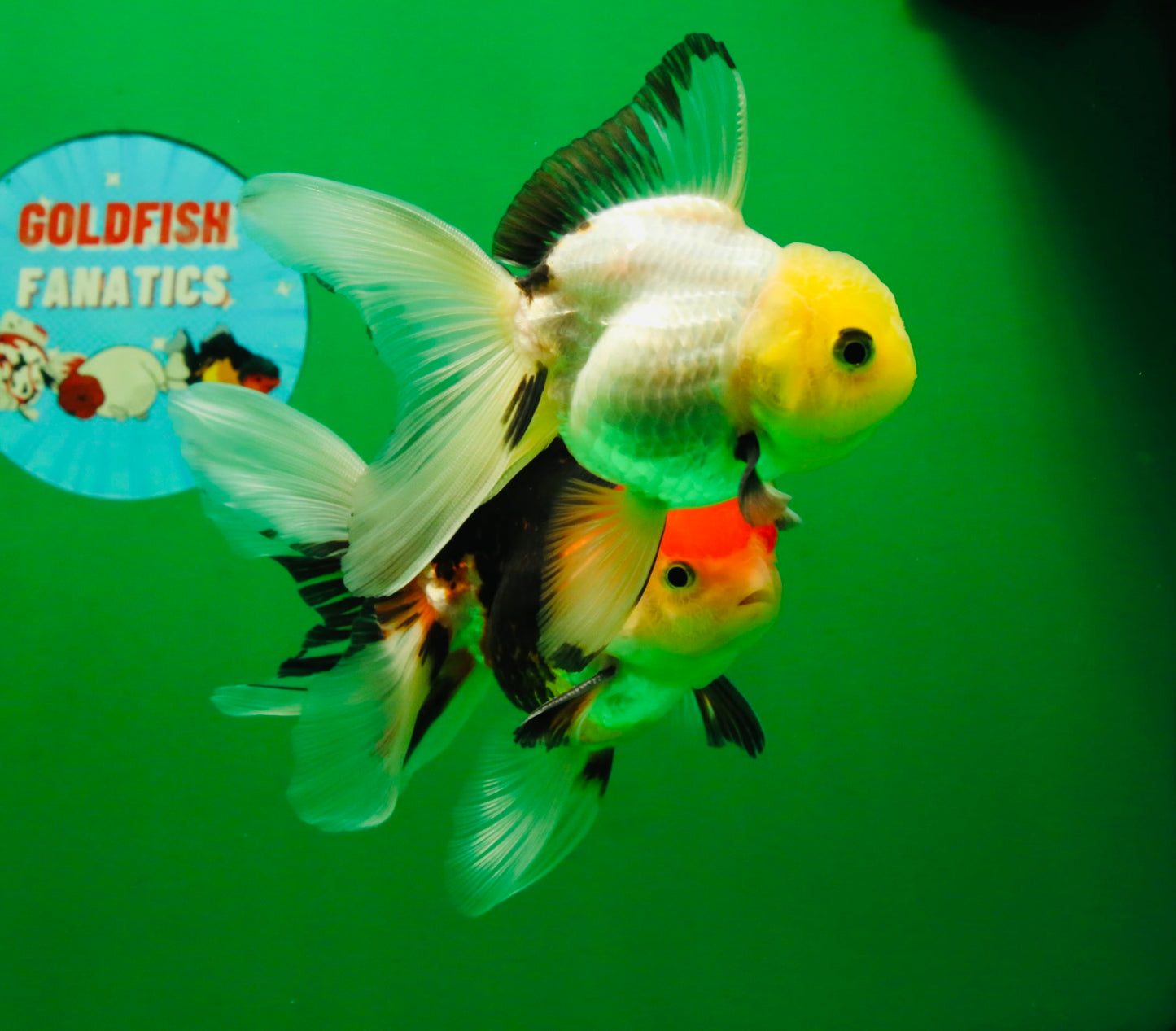 [COUPLE] Tricolor Male & Lemonhead Female 4.5 inches #091925CO_01