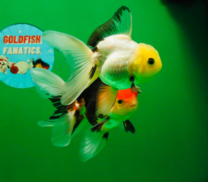 [COUPLE] Tricolor Male & Lemonhead Female 4.5 inches #091925CO_01