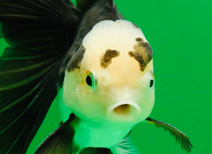 [SINGLE] Panda Oranda Male 5 inches #112125SO_03