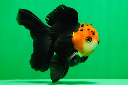 [SINGLE] Tricolor Oranda Male 4.5 inches #090525SO_03