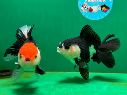 [COUPLE] Tricolor Male & Panda Female Oranda 4.5 inches #052325CO_10
