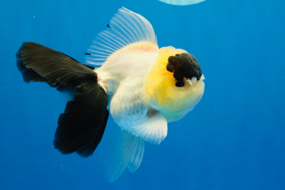 [SINGLE] Panda Oranda Male 4-4.5 inches #022726SO_09