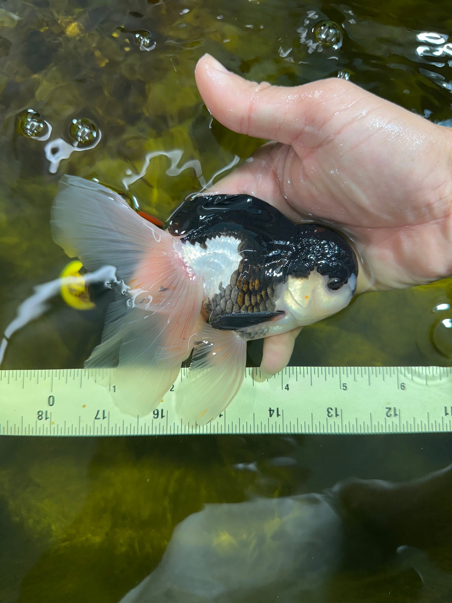 [SINGLE] Panda Oranda Male 5 inches #090525SO_05