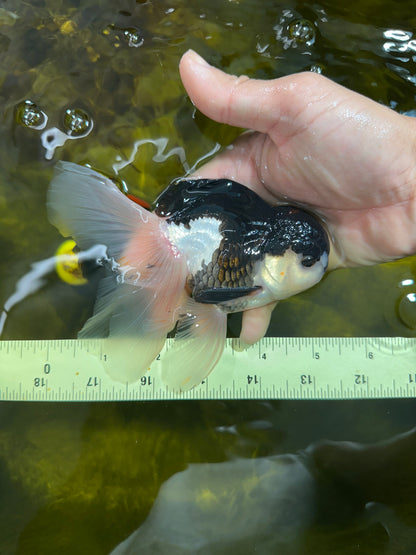 [SINGLE] Panda Oranda Male 5 inches #090525SO_05