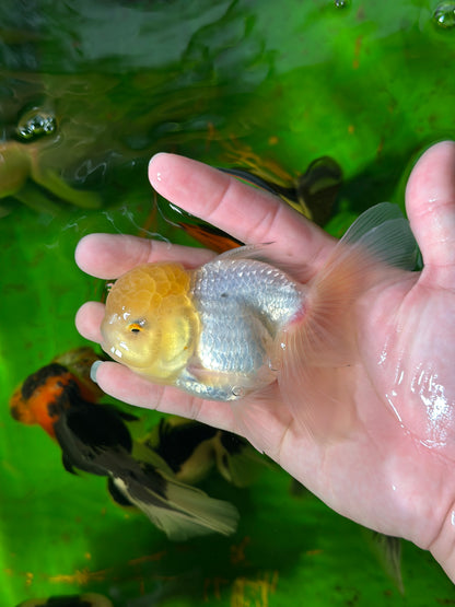 [COUPLE] Lemonhead & Red Cap Oranda size 4-4.5 inches #111524CO_15