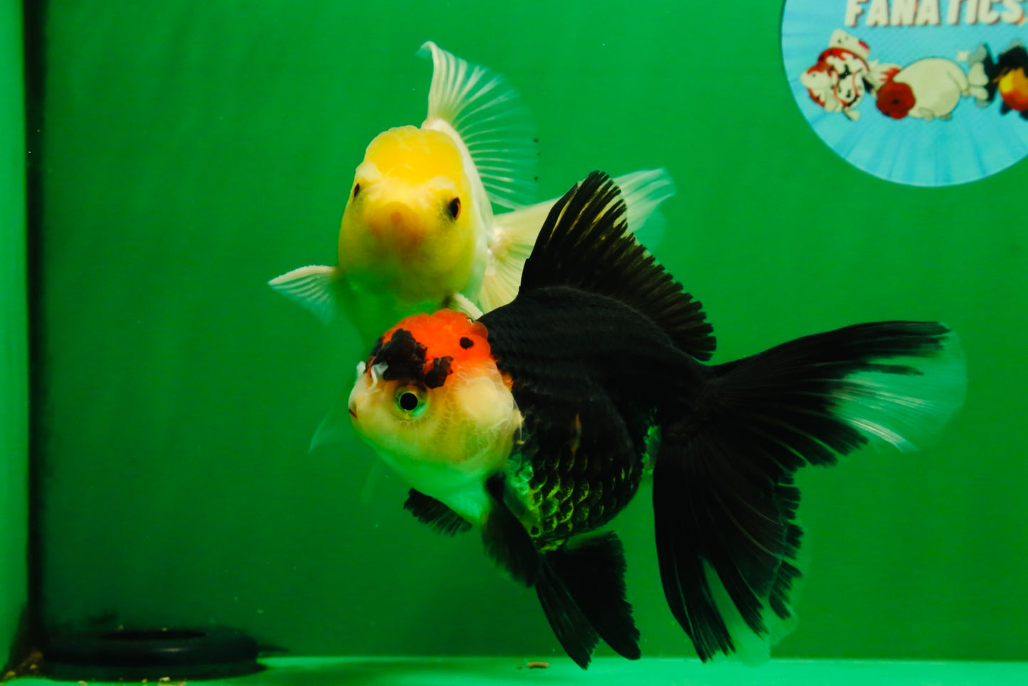 [COUPLE] Lemonhead Male & Tricolor  Female 4.5-5 inches #091925CO_04