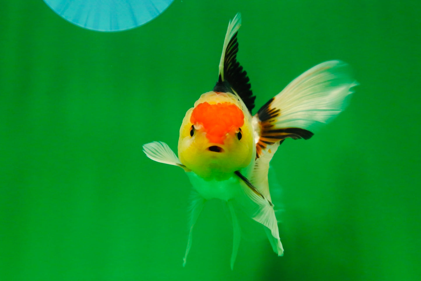 [SINGLE] Tricolor Oranda Male 4.5 inches #082225SO_03