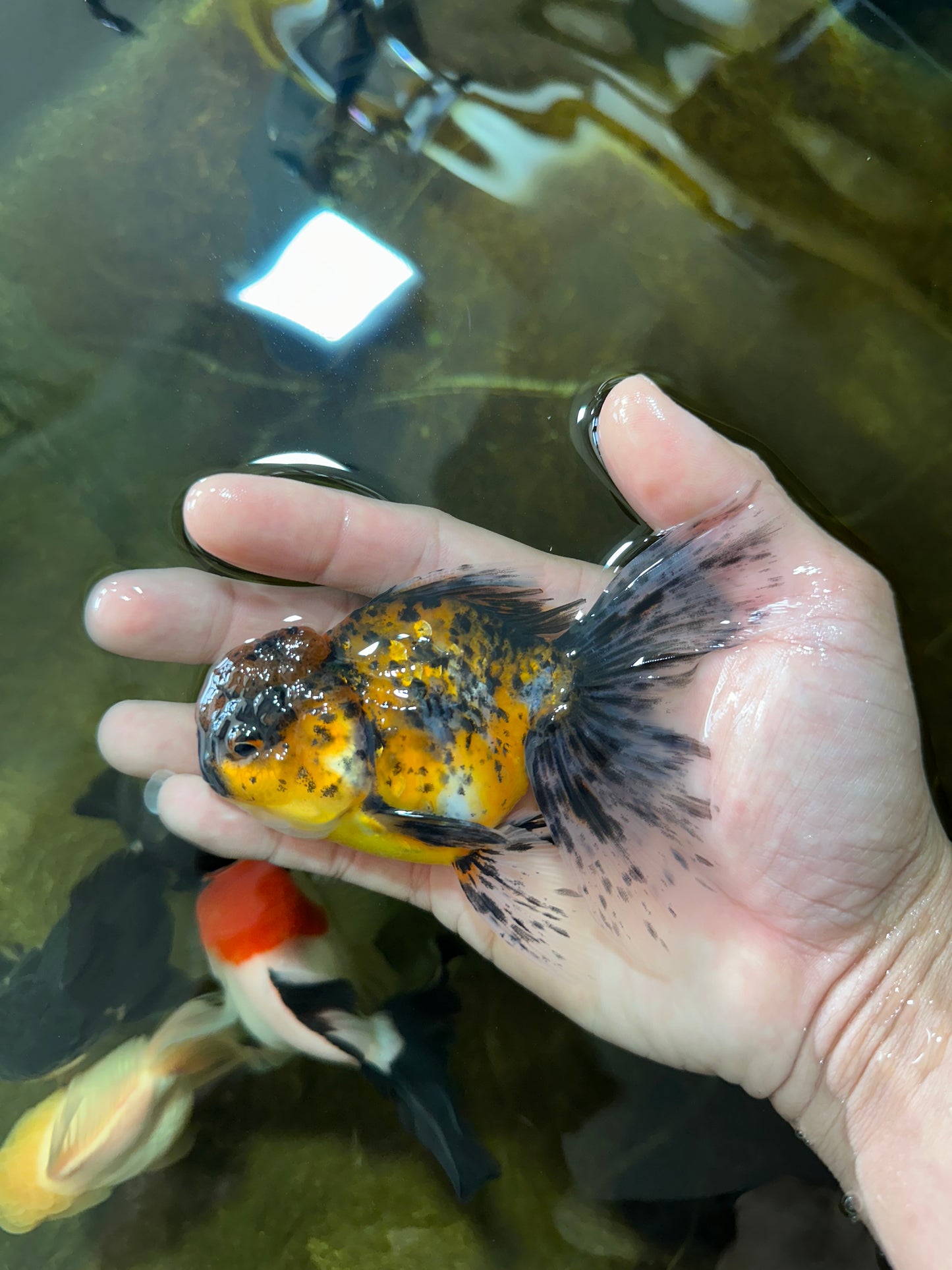[SINGLE] Pepper Calico Male Oranda 4.5 inches #080125SO_10