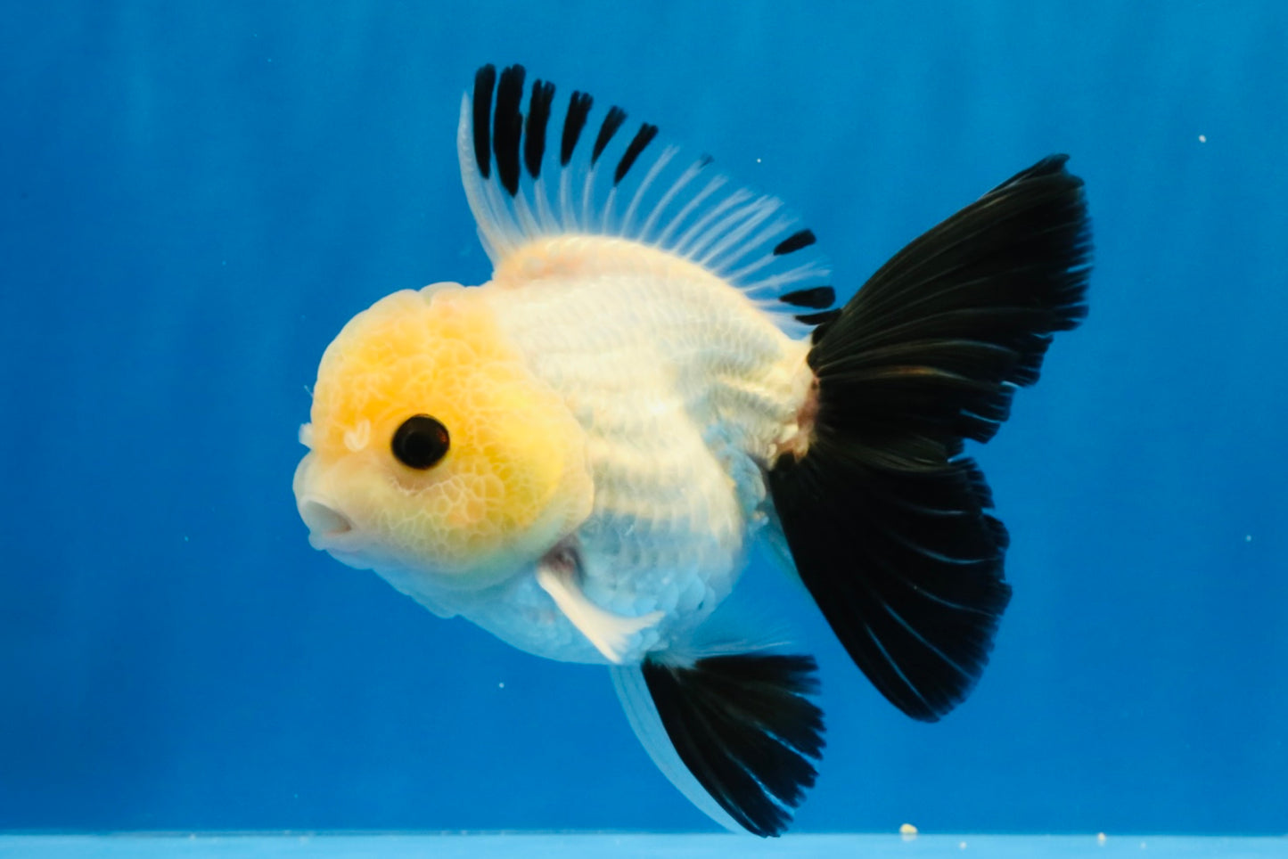 [SINGLE] Panda Button Eyes Oranda Male 4.5 inches #032026SO_10