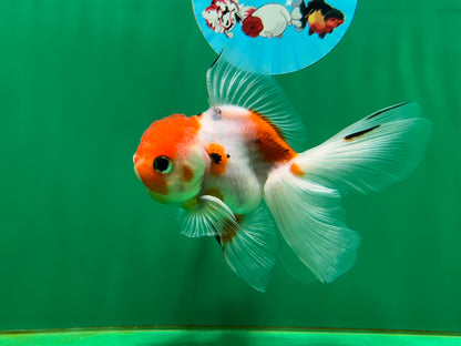 [COUPLE] Sakura Male & Calico Female Oranda 4-4.5 inches #052325CO_01
