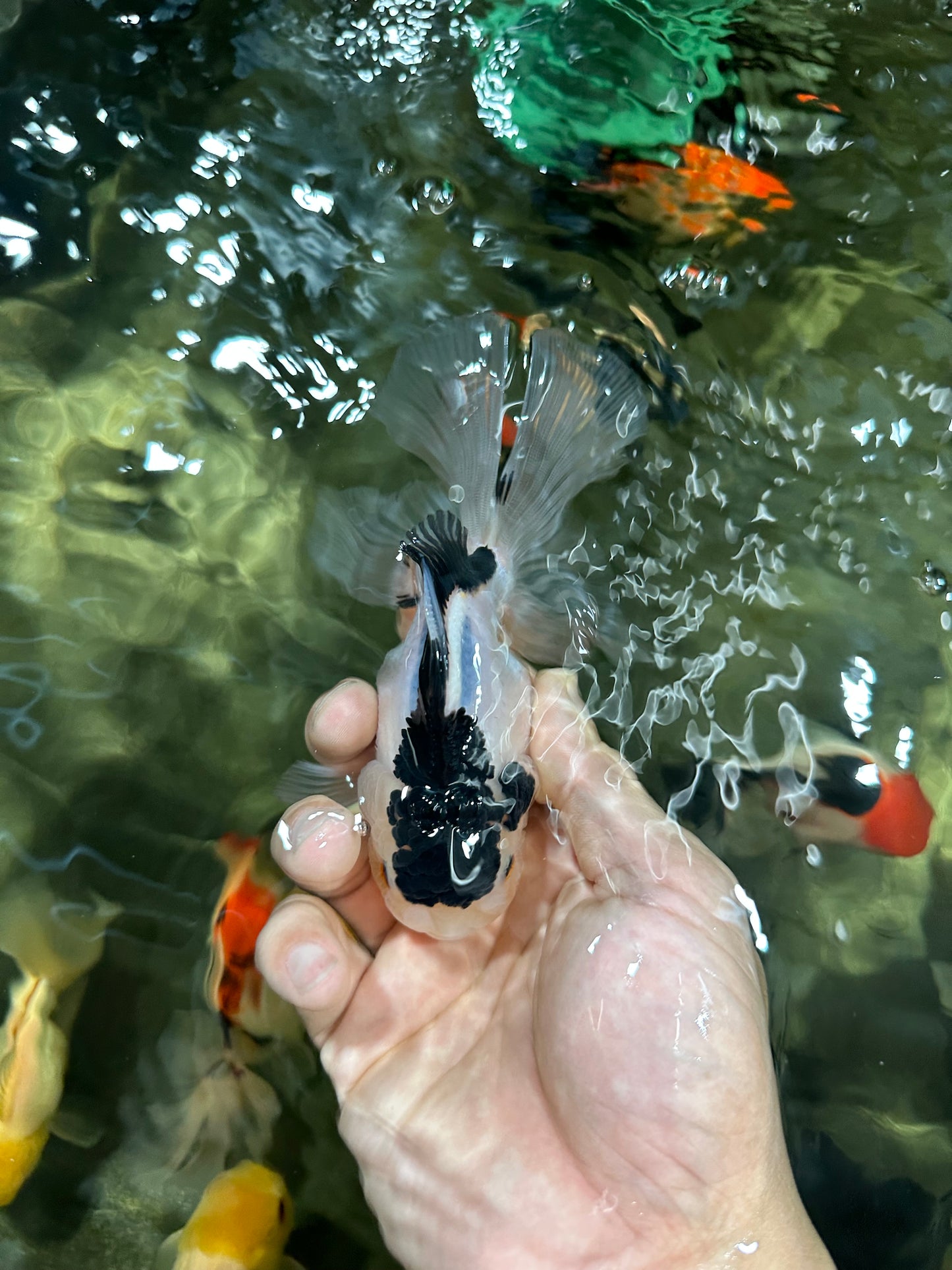 [COUPLE] Tricolor Male & Panda Female Oranda 4.5-5 inches #052325CO_09