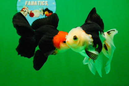 [COUPLE] Tricolor Male & Red White Female Oranda 4.5 inches #101025CO_05