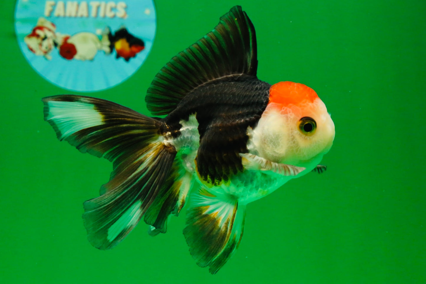 [COUPLE] Tricolor Male & Panda Female Oranda 4.5 inches #101025CO_02