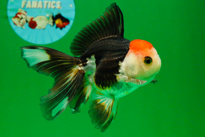 [COUPLE] Tricolor Male & Panda Female Oranda 4.5 inches #101025CO_02