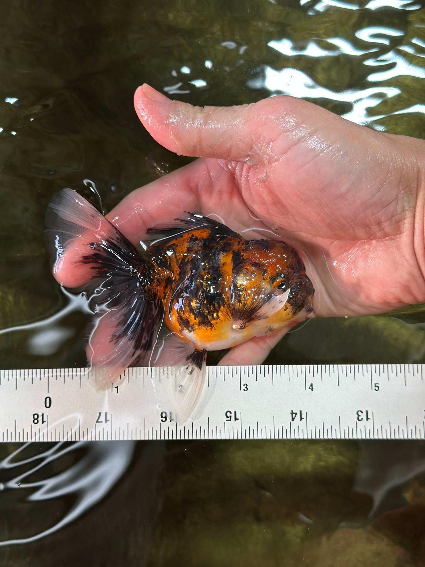 [SINGLE] Stunning Fluffy Wen Tiger Oranda Male 4 inches #011725SO_02