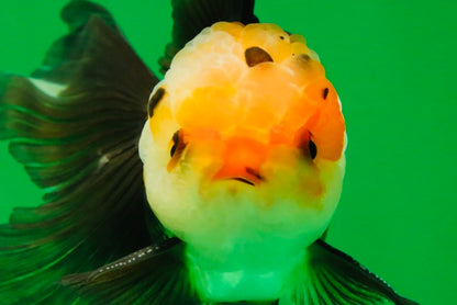 [SINGLE] Tricolor Male Oranda 4.5 inches #101025SO_09