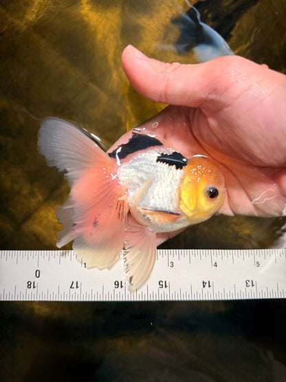 [SINGLE] Panda Oranda Male 4.5 inches #030626SO_03