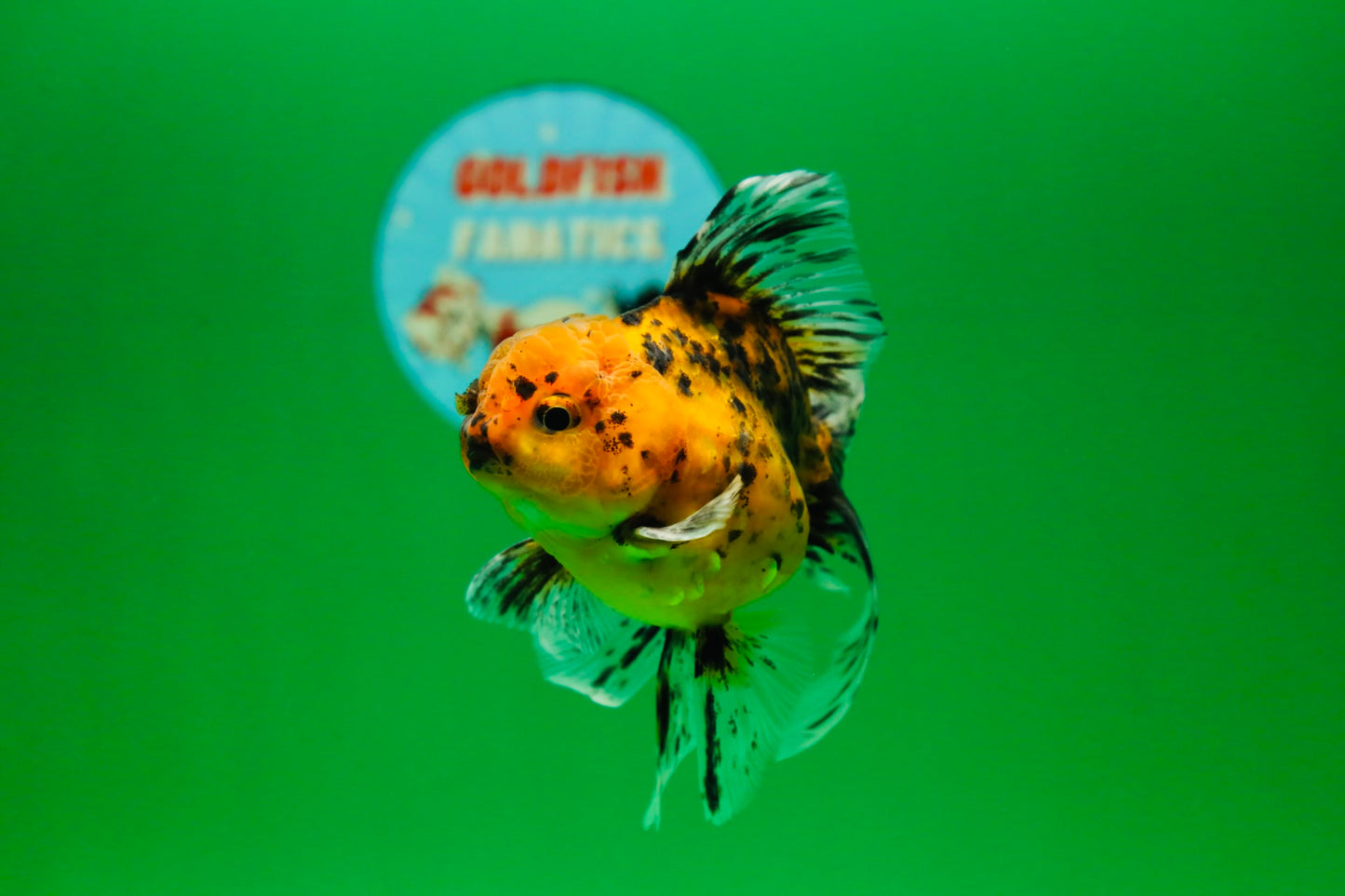[SINGLE] Tiger Oranda Male 4.5 inches #082225SO_07