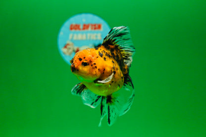 [SINGLE] Tiger Oranda Male 4.5 inches #082225SO_07