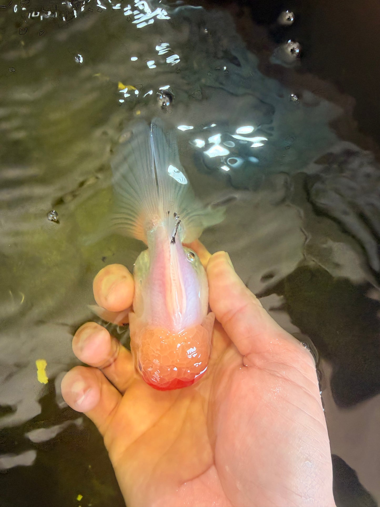 [SINGLE] Red White Oranda Male 4-4.5 inches #041026SO_10