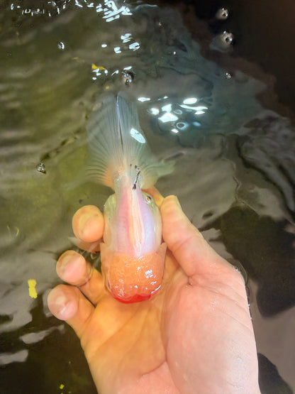 [SINGLE] Red White Oranda Male 4-4.5 inches #041026SO_10