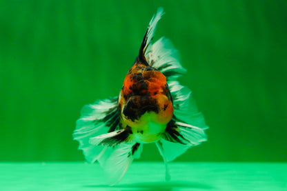 [SINGLE] Stunning Fluffy Wen Tiger Oranda Male 4 inches #011725SO_02