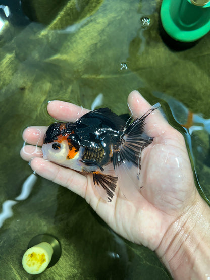 [SINGLE] Tricolor Oranda Male 4.5 inches #062025SO_05