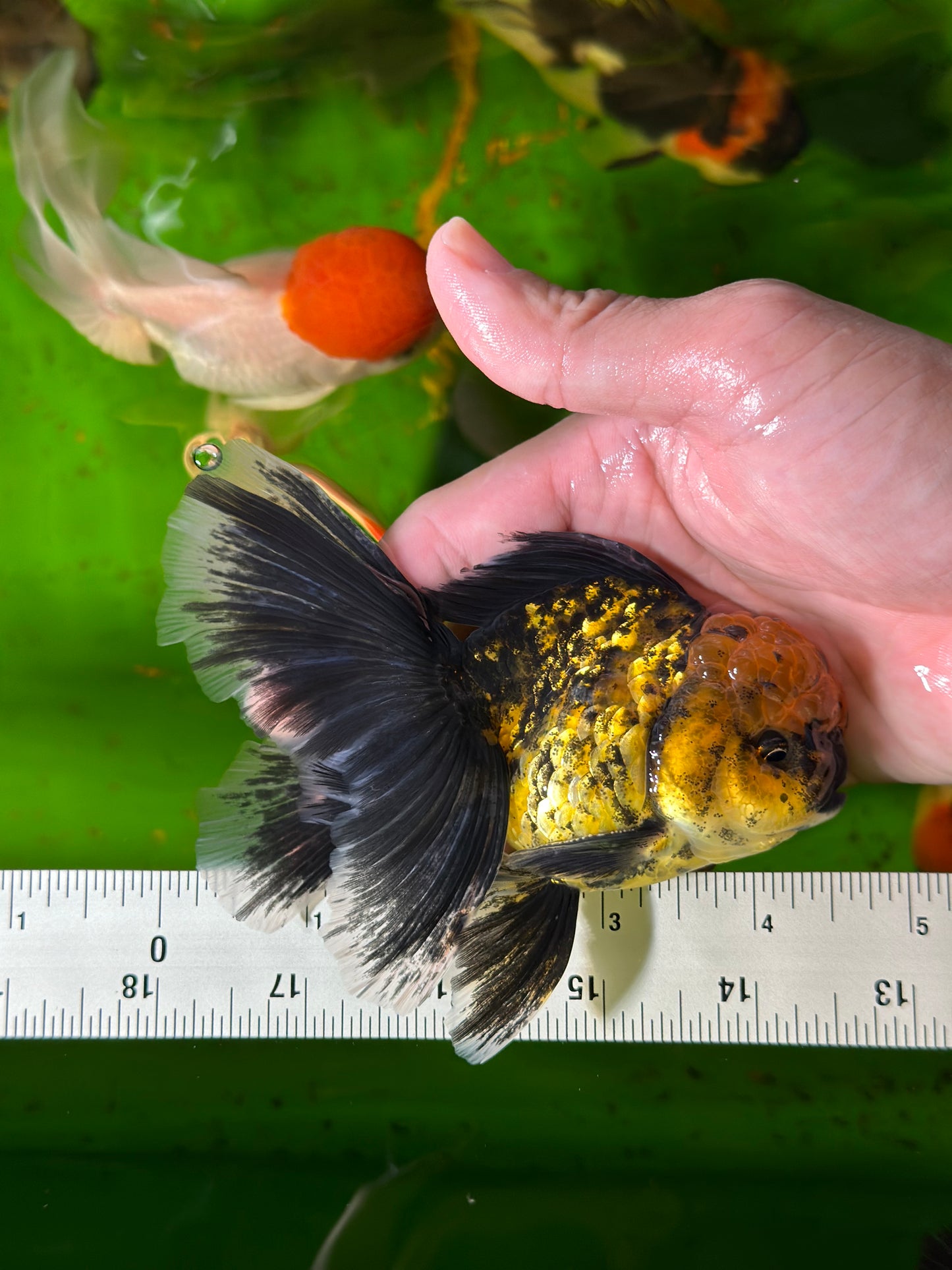 [COUPLE] Tiger & Kirin Oranda size 4-4.5 inches #111524CO_12