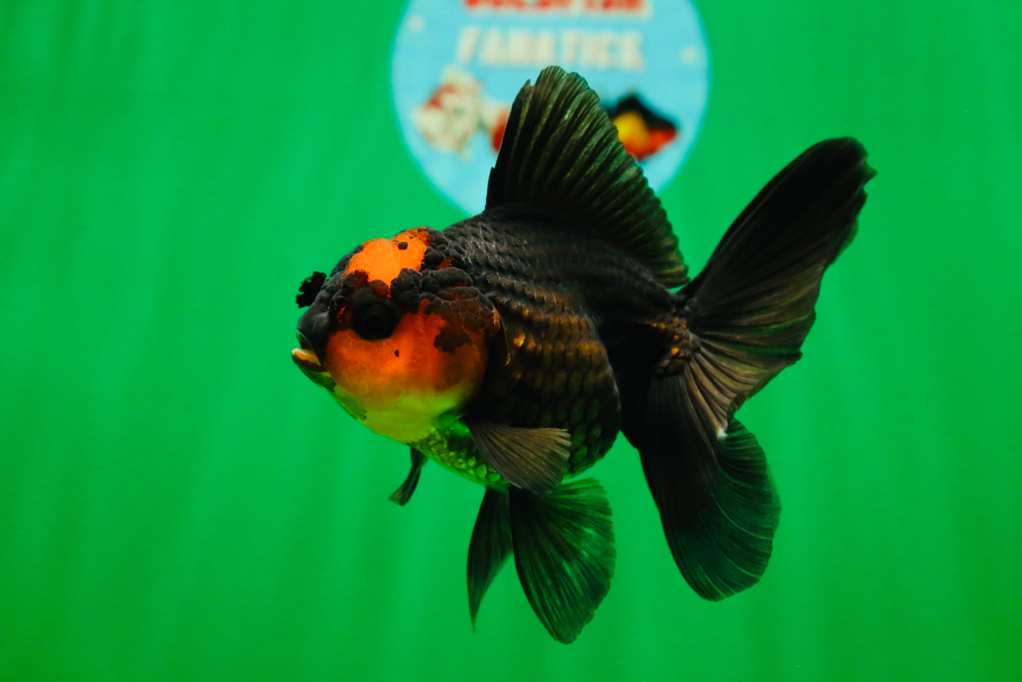 [SINGLE] Apache Oranda Female 4.5 inches #081525SO_07