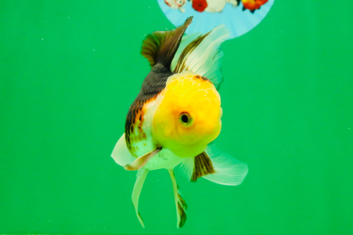 [SINGLE] Tricolor Male 4-4.5 inches #103125SO_03