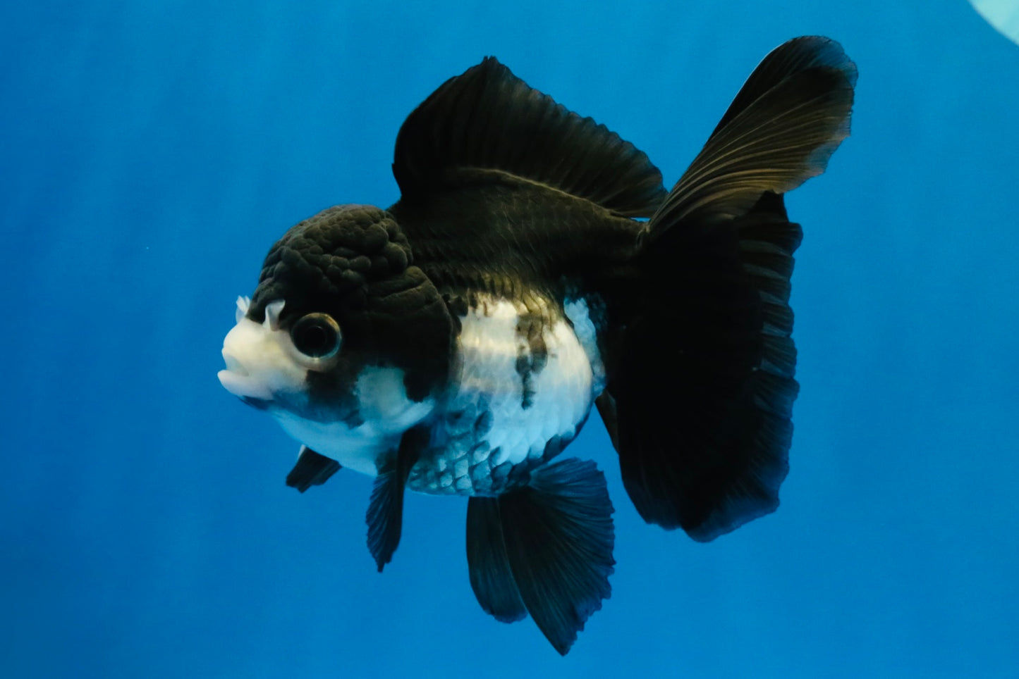 [SINGLE] Panda Oranda Female 4.5 inches #041026SO_02