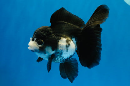 [SINGLE] Panda Oranda Female 4.5 inches #041026SO_02