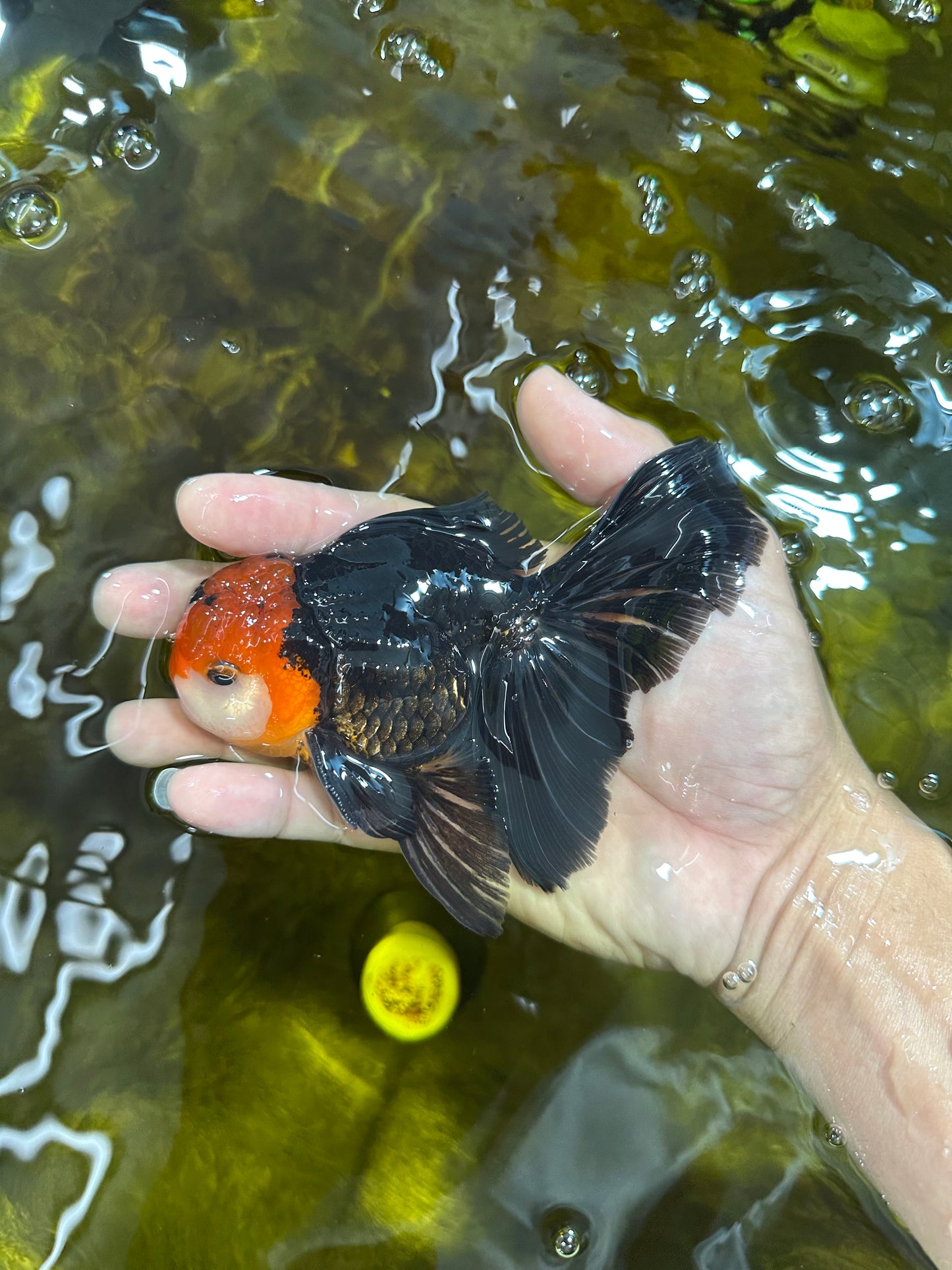 [SINGLE] Tricolor Oranda Male 4.5-5 inches #090525SO_08