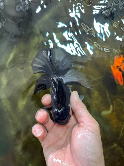 [SINGLE] Panda Button Eyes Oranda Male 4.5 inches #080825SO_06