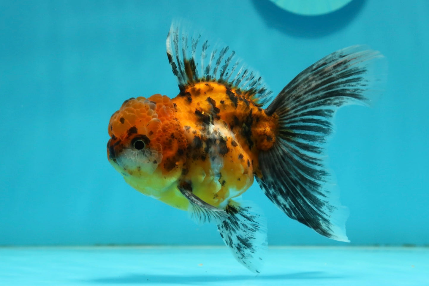 [SINGLE] Tiger Oranda Male 4.5 inches #112924SO_15