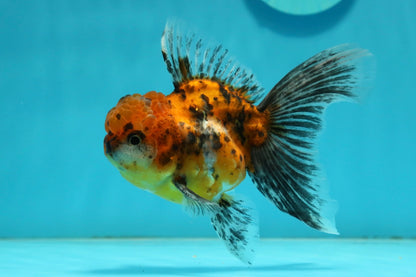 [SINGLE] Tiger Oranda Male 4.5 inches #112924SO_15