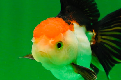 [SINGLE] Tricolor Female Oranda 4.5 inches #080125SO_01