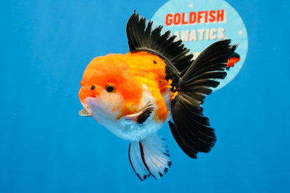 [SINGLE] Tricolor Oranda Male 4-4.5 inches #022726SO_04