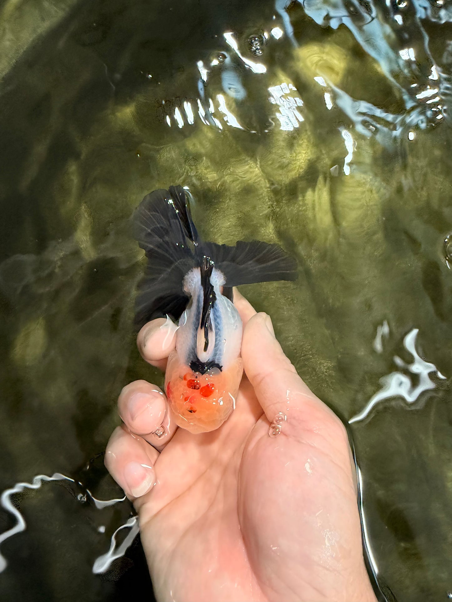 [SINGLE] Tricolor Oranda Male 4 inches #031326SO_06