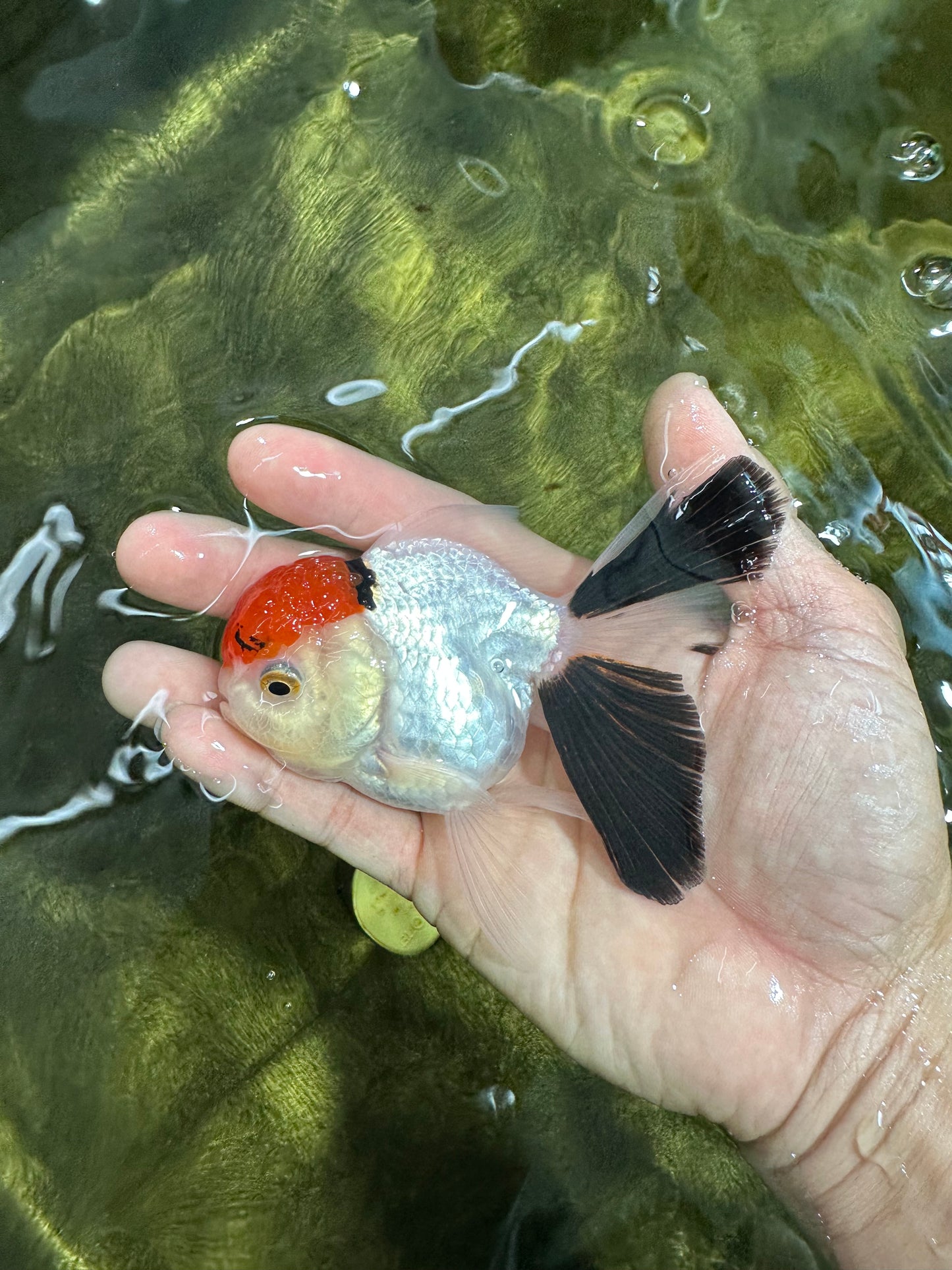 [SINGLE] Red Head Tricolor Oranda Male 4-4.5 inches #060625SO_01