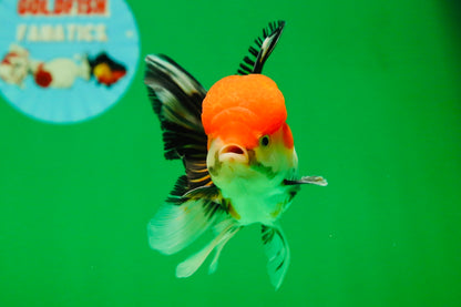 [SINGLE] Tricolor Male Oranda 4.5-5 inches #080125SO_13
